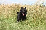 SCHIPPERKE 043